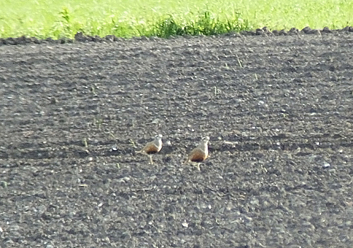 Dotterels